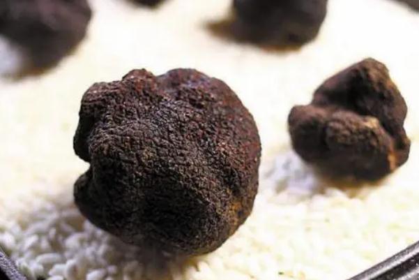 黑松露是發物嗎 黑松露的食用功效