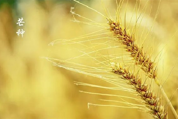 芒種節氣在陽歷的幾月 芒種節氣的來歷和風俗