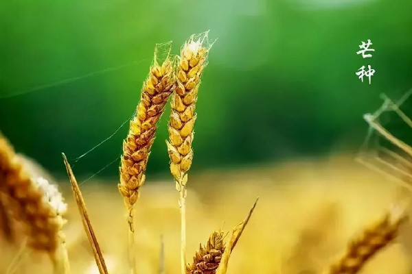 芒種節氣在陽歷的幾月 芒種節氣的來歷和風俗