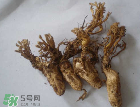 蟬花多少錢(qián)一斤 蟬花是怎么形成的