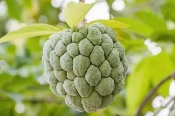 番荔枝孕婦可以吃嗎 番荔枝是哪里的特產
