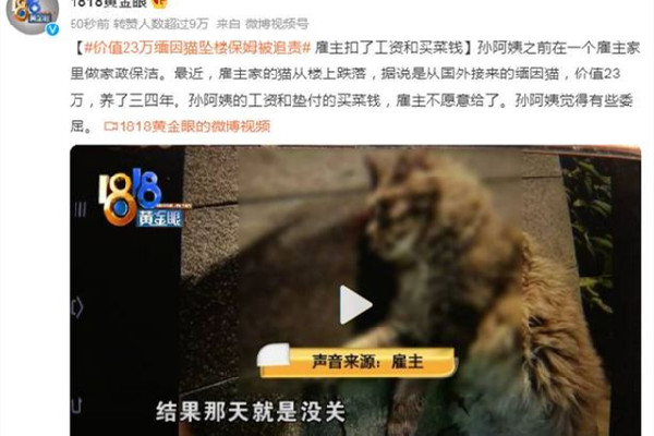 緬因貓墜樓追責(zé)保姆？雇主回應(yīng) 緬因貓多少錢一只