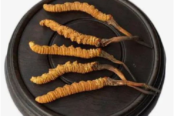 冬蟲夏草的價位大概是多少 冬蟲夏草哪個品牌質量好