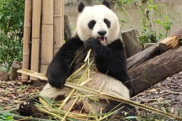 飼養員用竹竿打熊貓暖暖園方回應 熊貓是國家幾級保護動物